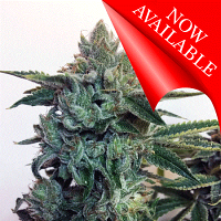 Cream of the Crop Seeds Sticky Zkittlez Glue Feminized