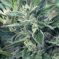 SuperCBDx Seeds Lost Coast x SCBDx Feminized