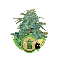 Royal Haze Automatic – Feminized – Royal Queen Seeds