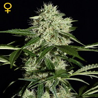 Green House Seeds Northern Lights Auto Feminised