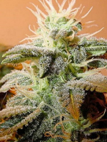 Female Seeds Indoor Mix Feminized