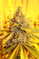 Connoisseur Genetics Seeds Cheese Dog Haze Feminized