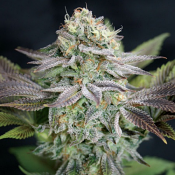 Blue Dream – Feminized – Garden of Green