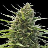 World of Seeds Landrace Kilimanjaro Regular