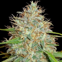 World of Seeds Afghan Kush x Skunk Feminized