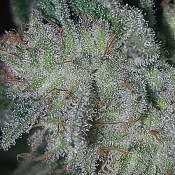 Grandoggy Purps Haze - Regular - Connoisseur Genetics