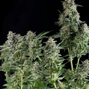 Northern Lights CBD - Feminized - Pyramid Seeds