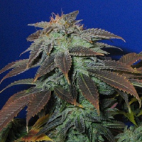 T.H.Seeds Heavy Duty Fruity Regular