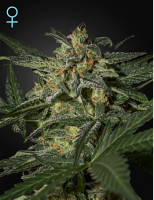 Green House Seeds White Widow Auto CBD Feminized