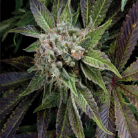 Pyramid Seeds Blue Pyramid Feminized