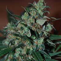 Black Skull Seeds Power Bud Feminized