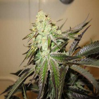Cali Connection Seeds 818 HEADBAND Aka SOUR OG Feminised 