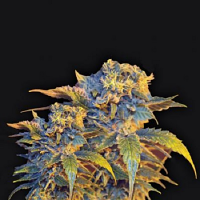 VIP Seeds Colombian Sweet Feminized