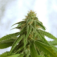 Kannabia Seeds Afrodite Feminized 