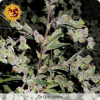 Barney's Farm Seeds Dr Grinspoon Feminized