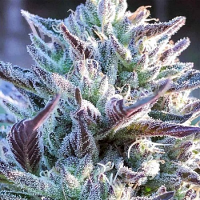 Gwiz - Regular - The Captain's Connection Seed Co