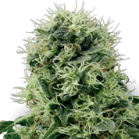 White Label Seed Company Pure Power Plant Feminized