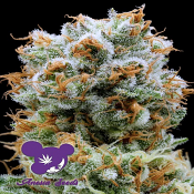 Bola Mintz - Feminized - Anesia Seeds