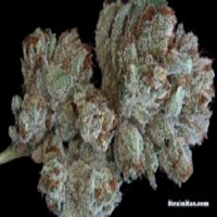 Rare Dankness Seeds Scott’s OG Regular