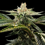 Miss DNA - Feminized - DNA Genetics