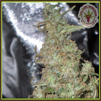 Dr Krippling Seeds Melon Kali Feminized