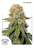 Dutch Passion Seeds Orange Bud Regular