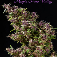 Mandala Seeds Purple Paro Valley Feminized
