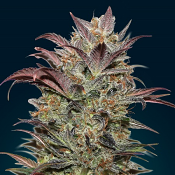 Auto Chocolate Cream - Feminized - OO Seeds