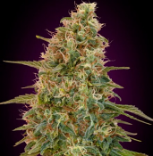 Auto Zkittlez - Feminized - Advanced Seeds