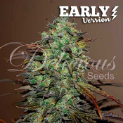Eleven Roses Early Version - Feminized - Delicious Seeds