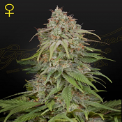 Amnesia - Feminized - Green House Seeds