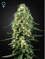 Green House Seeds Super Silver Haze CBD Feminized