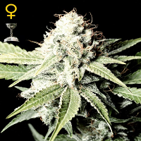 Green House Seeds Great White Shark Feminised