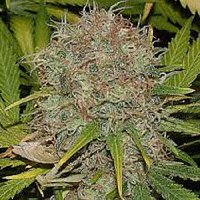 Sagarmatha Seeds AK-48 Automatic Feminised