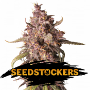 Purple Punch Auto - Feminized - Seed Stockers