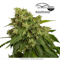 Auto Xtreme® - Feminized - Dutch Passion