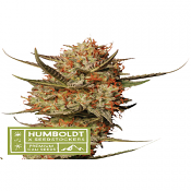 Superior Thunder Banana - Regular - Seedstockers