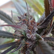 Haze x Kali China - Feminized - Ace Seeds