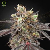 Gelato #41 x Gelato #41 Auto - Feminized - Green House Seeds