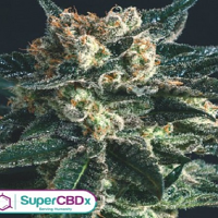 SuperCBDx Seeds AK47 x SCBDx Feminized