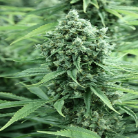Devil's Harvest Seeds Casey Jones Feminized