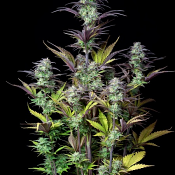 Original Auto Blueberry - Feminized - Fast Buds