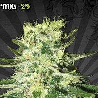 Auto Seeds MiG-29 Auto Feminised