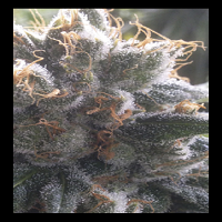 House of the Great Gardener Seeds Barbara Bud Feminized