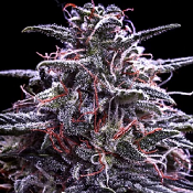 Z Valley - Feminized - Positronics