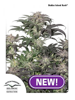 Bubba Island Kush - Feminized - Dutch Passion