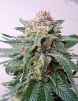 Critical Mass Collective Seeds Auto Purple Skunk Mass Feminized