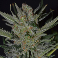 CBD Seeds Domina Feminised