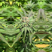 Haole Brownie - Regular - Pakalolo Seed