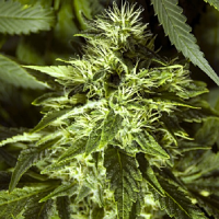 Spliff Seeds Fast Bud Outdoor Semi-Auto Feminised (Gold)